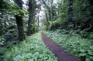 제8회 아름다운 숲 전국대회에서 아름다운 생명상을 차지한 제주 저지오름 숲의 모습.  산림청 제공
